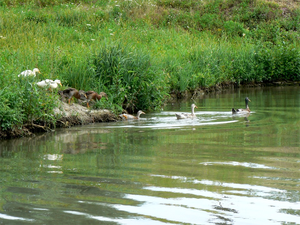 Cette famille de canards vient de lire dans le journal que l'ouverture sur les gibiers d'eau est avancée, et ils se dépêchent de profiter d'une vie trop brêve... 