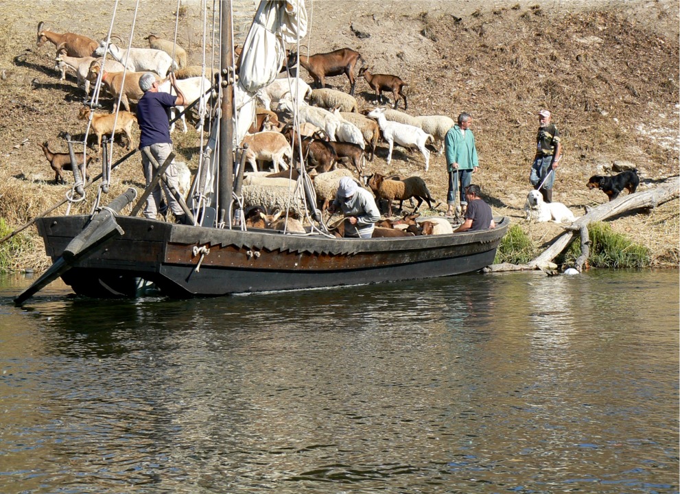Embarquement de chèvres sur un futreau (une gabarre, une toue, etc), une des nombreuses démonstrations des usages des bateaux traditionnels de Loire 