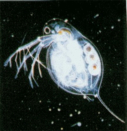 Zooplancton