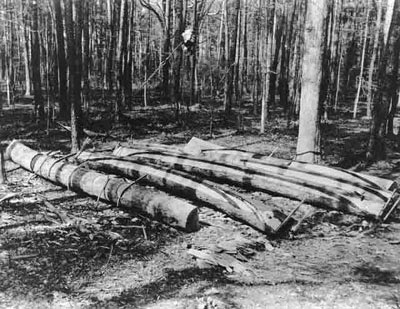 Log canoe