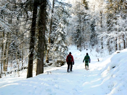 En forêt près des Verrières