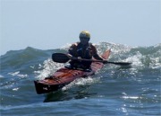Petrel